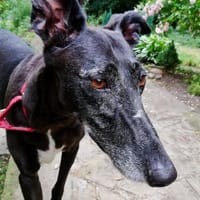 Primavera - Labrador unter den Galgos, Hündin zur Adoption