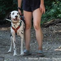 Price ist ein Sahneschnittchen, Hund zur Adoption