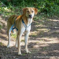 Chico ist ein großer, hübscher Rüde, Hund zur Adoption