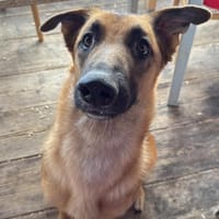 WILLOW - lebensfroh und aktiv, Hündin zur Adoption