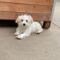 Monty, lebhafter Welpe, Hund zur Adoption