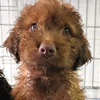 Snickers möchte Ihr Herz erobern, Hund zur Adoption