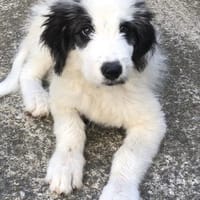 Freddy, Hund zur Adoption