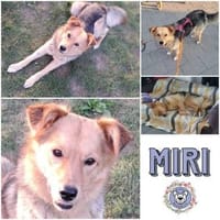 MIRI * unkomplizierte Familienhündin, Hündin zur Adoption