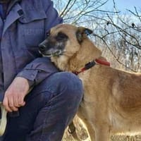 ‼Ruby in 91616 Neusitz 🆘🆘🆘, Hündin zur Adoption