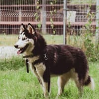 Lumi, Hündin zur Adoption