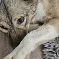 verkuschelte Lupita sucht Zuhause, Hündin zur Adoption