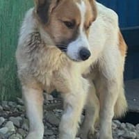 Kleiner Schatz Olaf - 32 cm, Hund zur Adoption