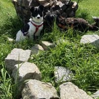 die hübsche Amita sucht ihr Zuhause, Hündin zur Adoption