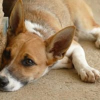 Ira sucht ein liebevolles Zuhause, Hündin zur Adoption