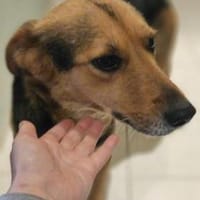 die liebe Runa sucht ihr Zuhause, Hündin zur Adoption