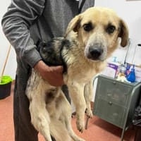 Lustiger Krümel - 32 cm, Hund zur Adoption