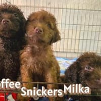 Wasserhündin Milka-startklar fürs Leben!, Hündin zur Adoption