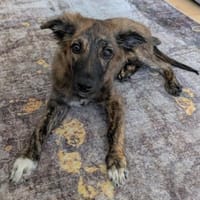 DENVER - wunderbarer Welpenjunge 💖, Hund zur Adoption