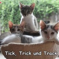 TICK, TRICK & TRACK, Kater zur Adoption