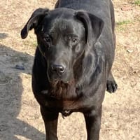 Rex sucht ein kuscheliges Plätzchen, Hund zur Adoption