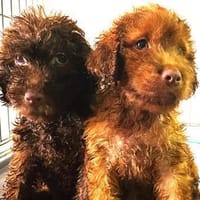 Toffee ist startklar für ihr neues Leben, Hündin zur Adoption
