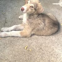 Antonia  Spinone Italiano Mix, Hund zur Adoption