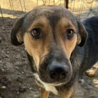 LEON-hübscher Rüde, 54 cm, Hund zur Adoption