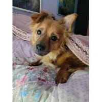 Fibi - wartet in 90513 Zirndorf, Hündin zur Adoption