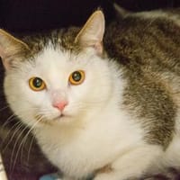 Tessa und Troy, Kater zur Adoption