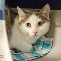 Troy und Tessa, Kater zur Adoption