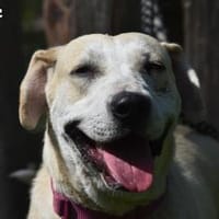 FLOCKE, Hündin zur Adoption