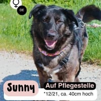 SUNNY: Kuschelmaus mit Köpfchen, Hündin zur Adoption