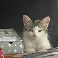 kleine zarte Mama Amy in Lorch, Katze zur Adoption
