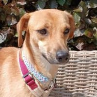 Tea - wartet in der 59387 Ascheberg, Hündin zur Adoption