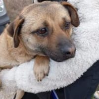 Donna 45 cm (Pflegestelle), Hündin zur Adoption