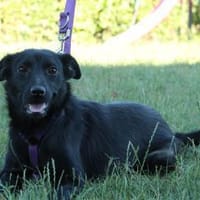 Trixie sucht ihr zu Hause..., Hündin zur Adoption