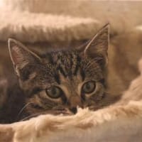 SKODA - vom Motorraum ins Herz!, Kater zur Adoption