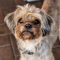 Amy, Hündin zur Adoption