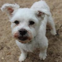 Zeus, lieber Opi, Hund zur Adoption