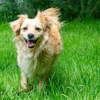 Friedel, Hund zur Adoption