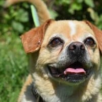 GOFRI, Hund zur Adoption