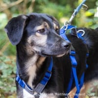 Gofi ist eine Zuckerschnute, Hund zur Adoption
