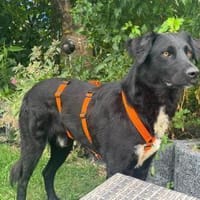 Hübscher Hirax wartet in München!, Hund zur Adoption