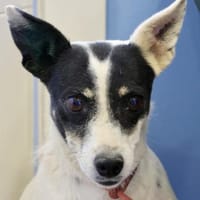 Marion, freundlich, lernwillig, offen, Hündin zur Adoption