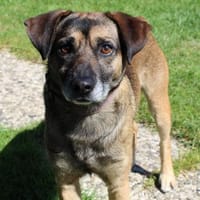 Ruhiger Jimmie sucht Frauenhaushalt, Hund zur Adoption