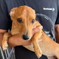 CARMEN - die Kleine will eine Heimat, Hündin zur Adoption