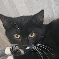 Benny, Kater zur Adoption