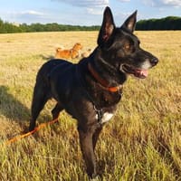 SUZANA - aktive, tolle Lady, Hündin zur Adoption