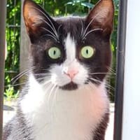 Dylon, Kater zur Adoption