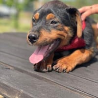 William 💙befreit aus schlechter Haltung, Hund zur Adoption