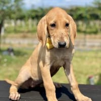 Ross 💛💛💛 liebenswert-sonnig-verspielt, Hund zur Adoption