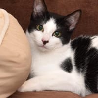 Scooty Schmusebacke + Energiebündel, Kater zur Adoption