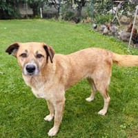 Sofia, Hündin zur Adoption