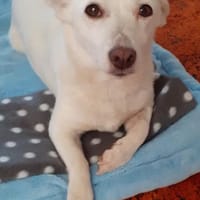 Masha ist eine ganz sanfte Seele!, Hündin zur Adoption